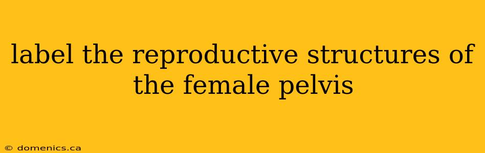 label the reproductive structures of the female pelvis