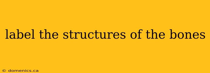 label the structures of the bones