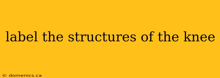 label the structures of the knee