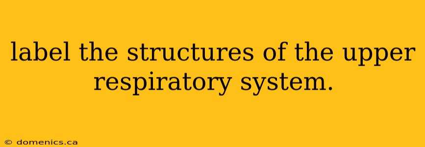 label the structures of the upper respiratory system.