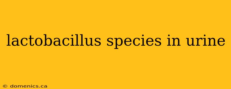 lactobacillus species in urine