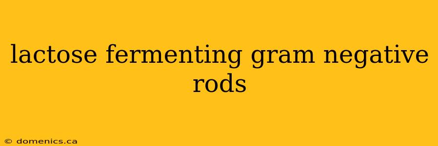 lactose fermenting gram negative rods