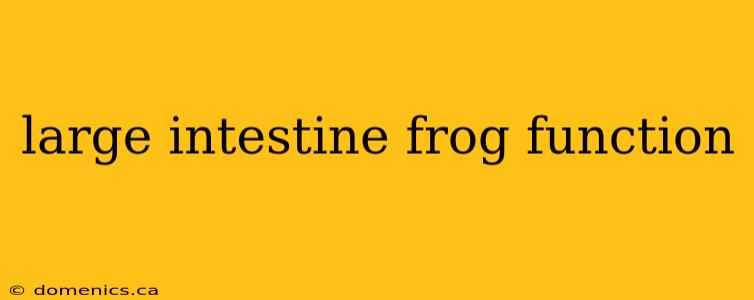 large intestine frog function