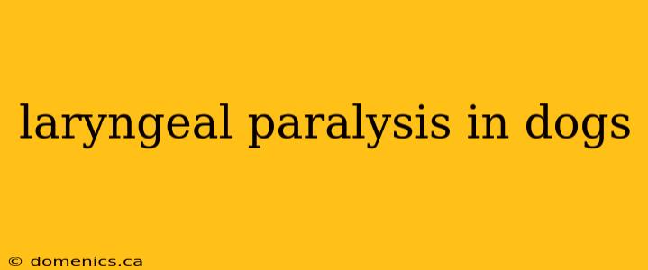 laryngeal paralysis in dogs