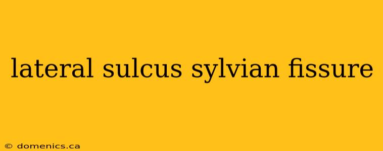 lateral sulcus sylvian fissure