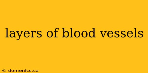 layers of blood vessels