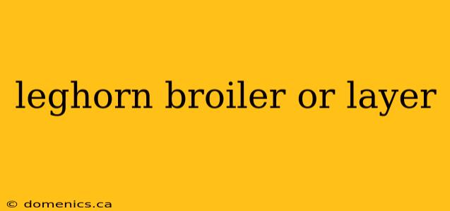 leghorn broiler or layer