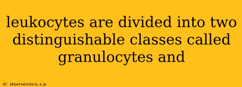 leukocytes are divided into two distinguishable classes called granulocytes and