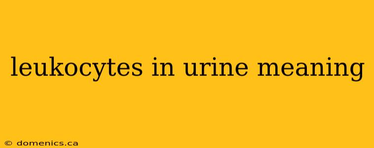 leukocytes in urine meaning