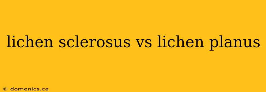 lichen sclerosus vs lichen planus