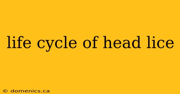 life cycle of head lice