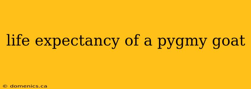 life expectancy of a pygmy goat