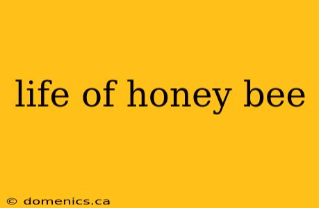 life of honey bee