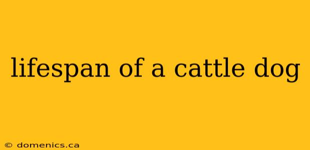 lifespan of a cattle dog