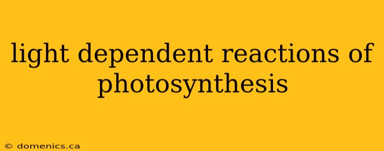 light dependent reactions of photosynthesis