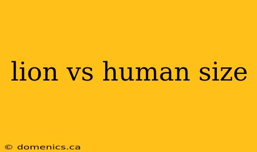 lion vs human size