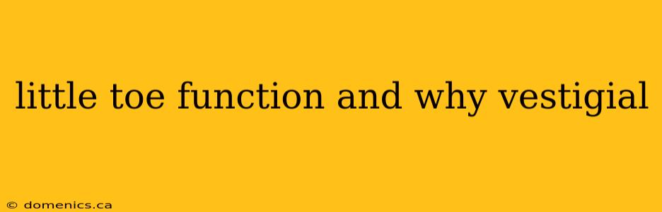 little toe function and why vestigial