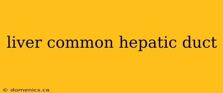 liver common hepatic duct