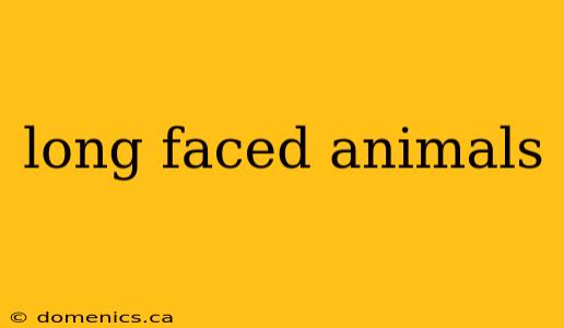 long faced animals