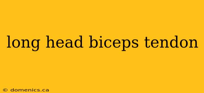 long head biceps tendon