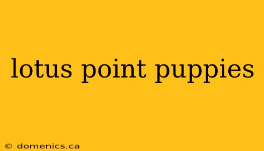 lotus point puppies