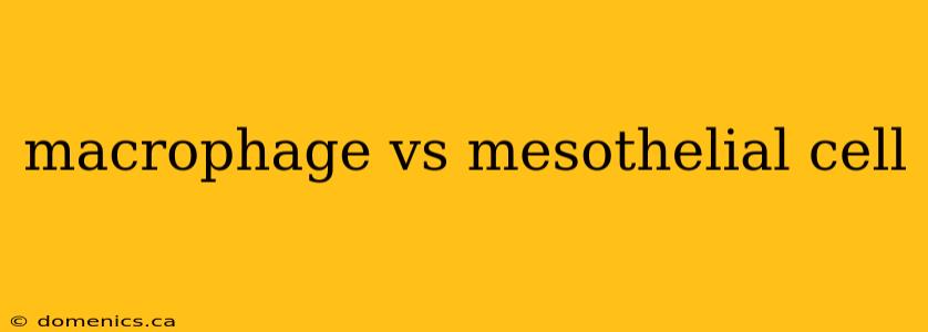 macrophage vs mesothelial cell