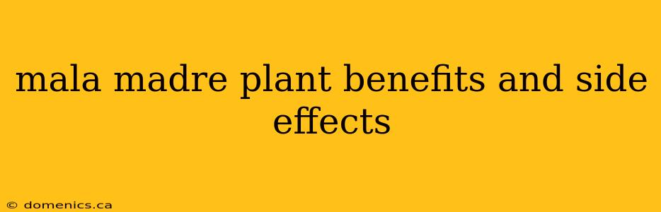 mala madre plant benefits and side effects