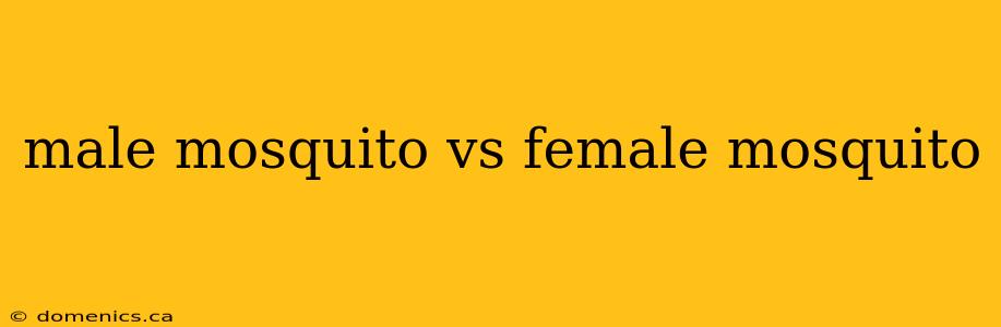 male mosquito vs female mosquito