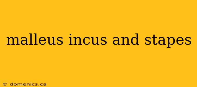 malleus incus and stapes