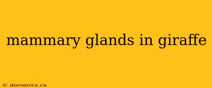 mammary glands in giraffe