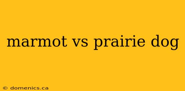 marmot vs prairie dog