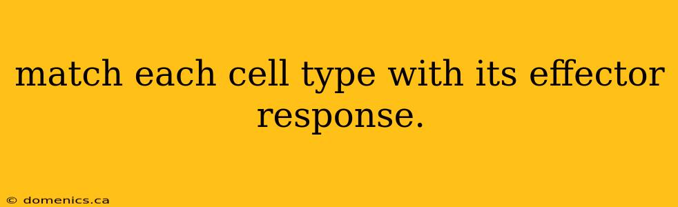 match each cell type with its effector response.