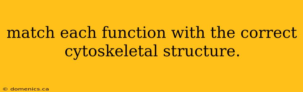 match each function with the correct cytoskeletal structure.