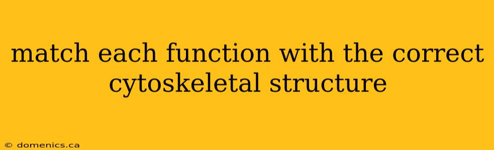 match each function with the correct cytoskeletal structure