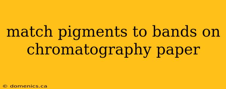 match pigments to bands on chromatography paper