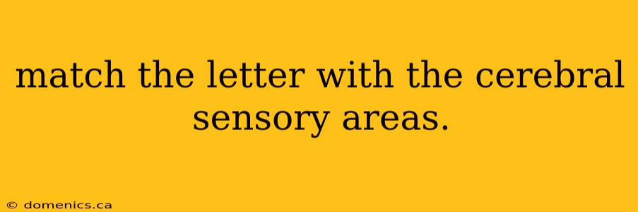 match the letter with the cerebral sensory areas.