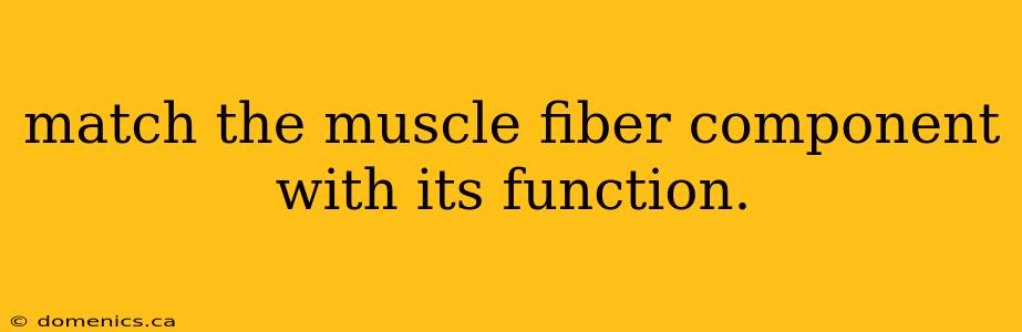 match the muscle fiber component with its function.