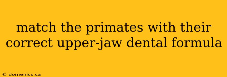 match the primates with their correct upper-jaw dental formula