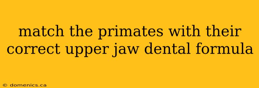 match the primates with their correct upper jaw dental formula