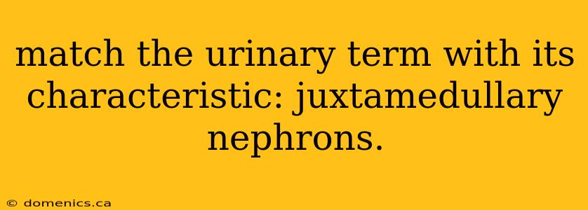 match the urinary term with its characteristic: juxtamedullary nephrons.