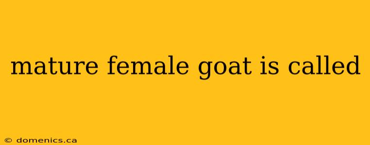 mature female goat is called