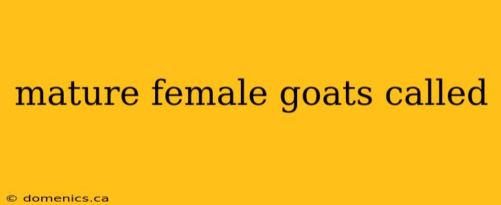 mature female goats called