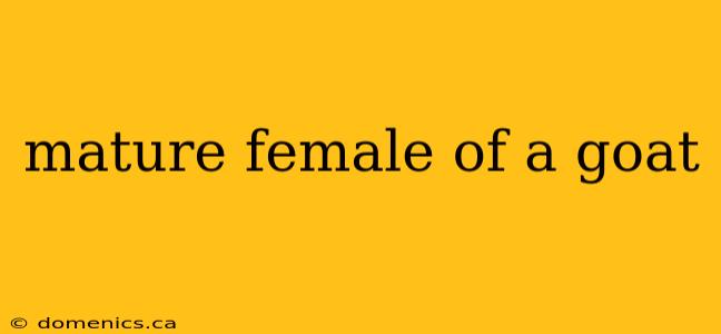 mature female of a goat