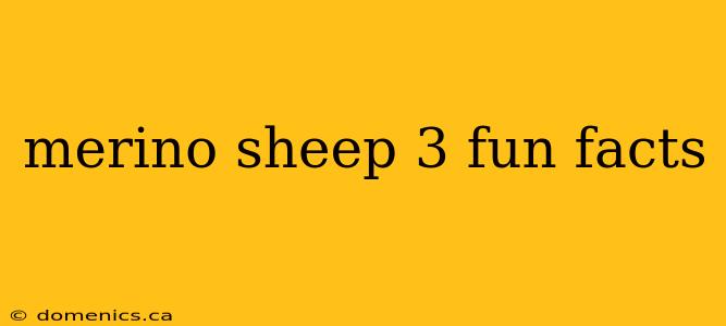 merino sheep 3 fun facts