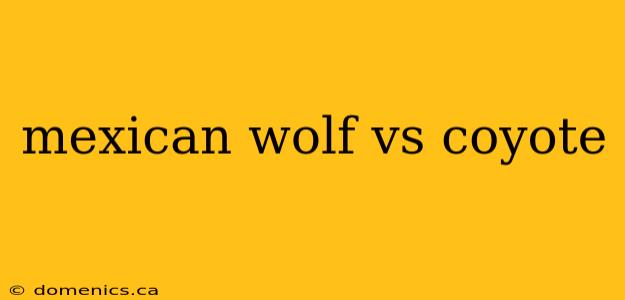 mexican wolf vs coyote