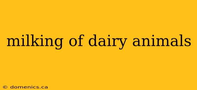 milking of dairy animals