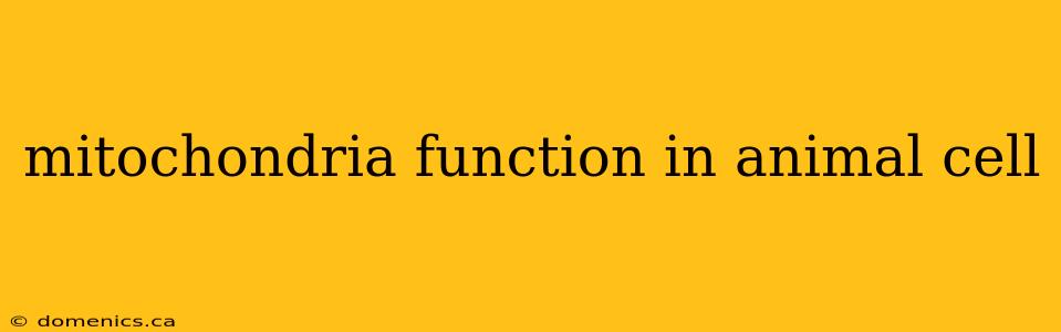 mitochondria function in animal cell