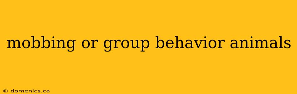 mobbing or group behavior animals