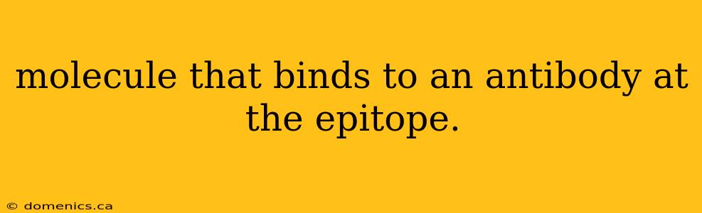 molecule that binds to an antibody at the epitope.