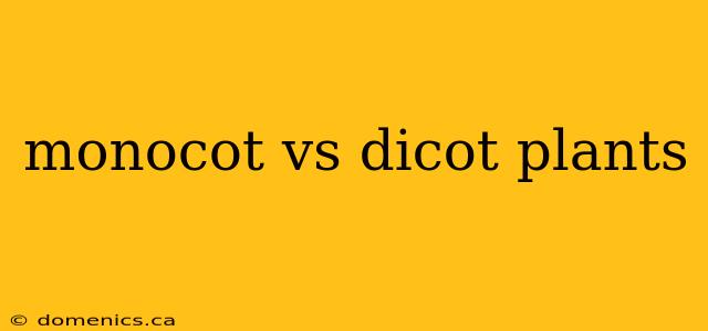 monocot vs dicot plants